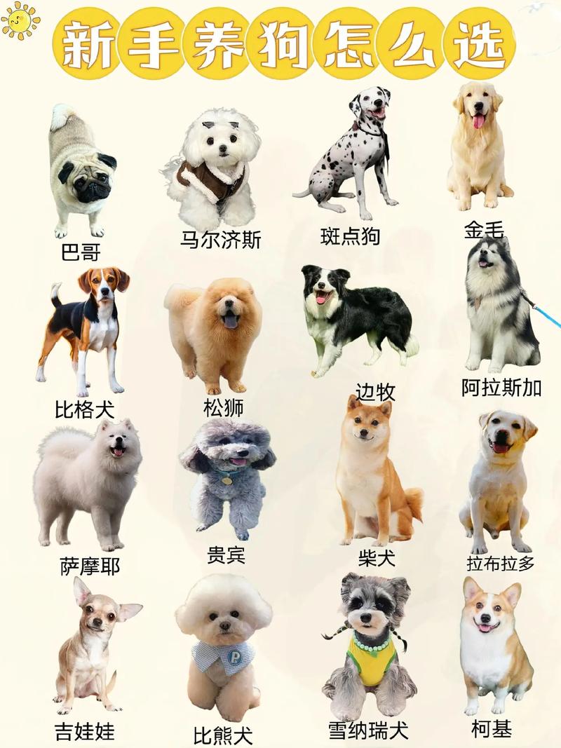 宠物狗狗的品种,宠物狗狗的品种有多少种-第4张图片-后鲨宠物 宠物狗狗的品种,宠物狗狗的品种有多少种-第4张图片-后鲨宠物