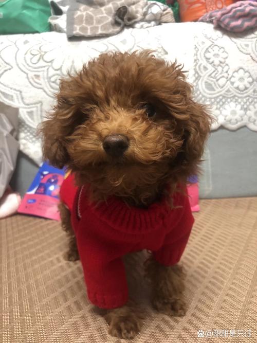 小狗狗能洗澡吗,小狗狗能洗澡吗冬天?-第5张图片-后鲨宠物 小狗狗能洗澡吗,小狗狗能洗澡吗冬天?-第5张图片-后鲨宠物