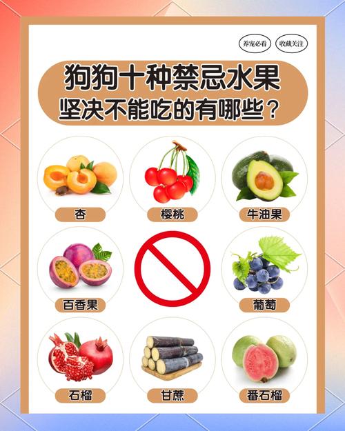 狗狗不能吃什么水果_狗狗不能吃什么水果?-第4张图片-后鲨宠物 狗狗不能吃什么水果_狗狗不能吃什么水果?-第4张图片-后鲨宠物