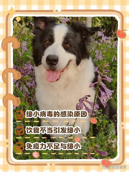 狗狗如何预防细小_狗狗如何预防细小病毒-第1张图片-后鲨宠物 狗狗如何预防细小_狗狗如何预防细小病毒-第1张图片-后鲨宠物