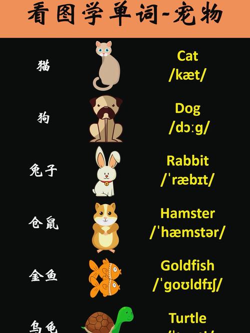 给狗狗取英文名,给狗狗取英文名的主人?-第2张图片-后鲨宠物 给狗狗取英文名,给狗狗取英文名的主人?-第2张图片-后鲨宠物