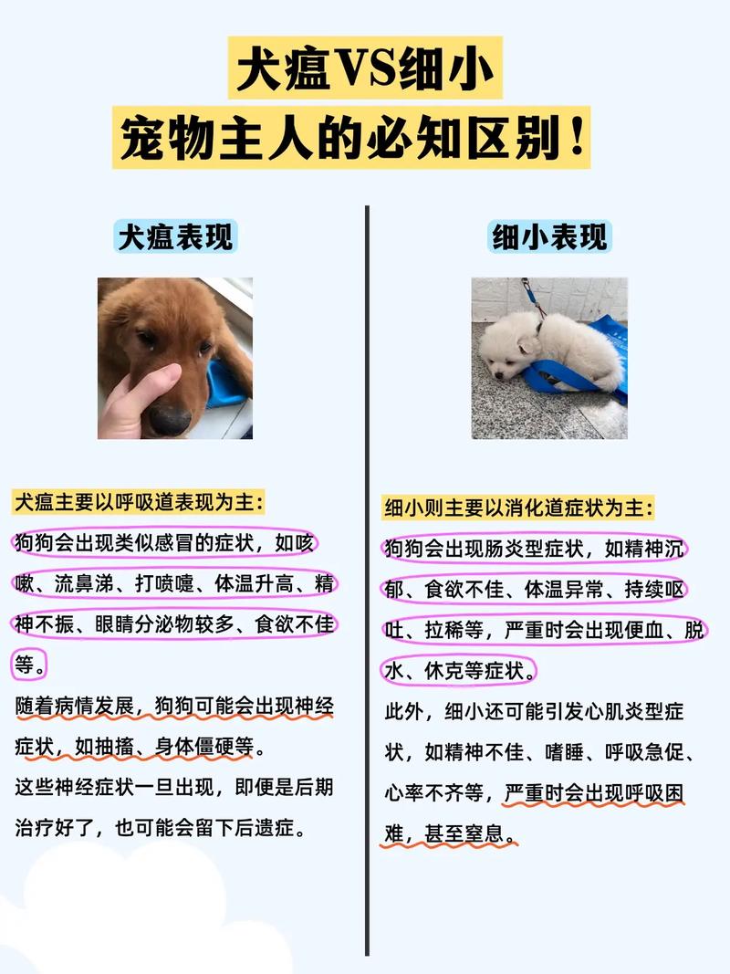 狗狗感冒和犬瘟的区别,狗狗感冒和犬瘟的区别在哪?-第3张图片-后鲨宠物 狗狗感冒和犬瘟的区别,狗狗感冒和犬瘟的区别在哪?-第3张图片-后鲨宠物