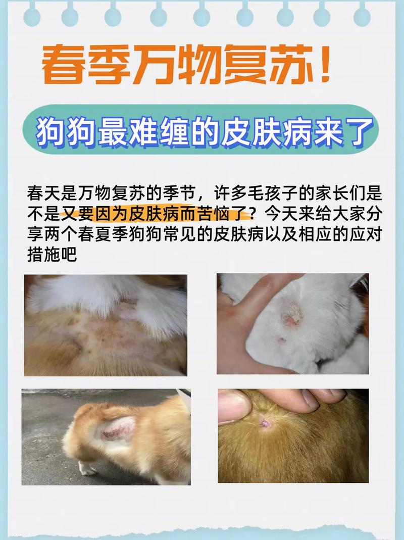 狗狗皮肤病会传染人吗,狗真菌传染人初期图片?-第5张图片-后鲨宠物 狗狗皮肤病会传染人吗,狗真菌传染人初期图片?-第5张图片-后鲨宠物