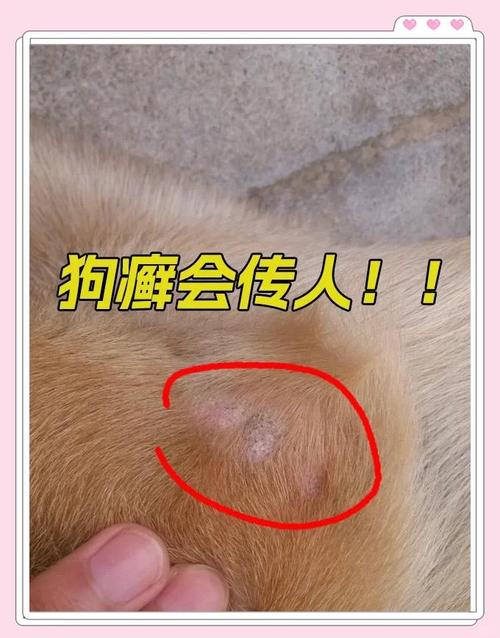 狗狗皮肤病会传染人吗,狗真菌传染人初期图片?-第6张图片-后鲨宠物 狗狗皮肤病会传染人吗,狗真菌传染人初期图片?-第6张图片-后鲨宠物