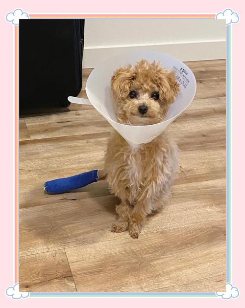 狗狗骨折了会自己好吗_狗狗骨折了会自己愈合吗-第4张图片-后鲨宠物