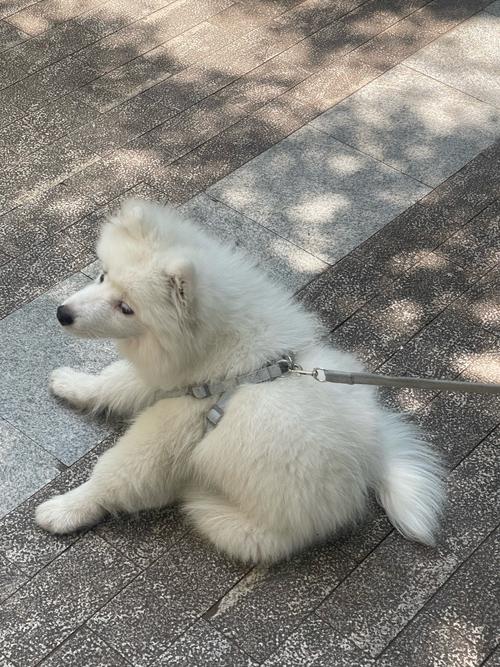 三个月狗狗一天喂几次_三个月狗狗一天喂几次比较好-第1张图片-后鲨宠物 三个月狗狗一天喂几次_三个月狗狗一天喂几次比较好-第1张图片-后鲨宠物