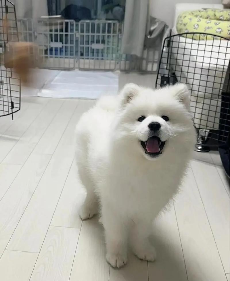 三个月狗狗一天喂几次_三个月狗狗一天喂几次比较好-第3张图片-后鲨宠物 三个月狗狗一天喂几次_三个月狗狗一天喂几次比较好-第3张图片-后鲨宠物