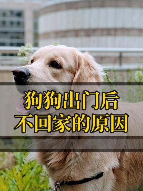 狗狗不愿意出门怎么办,狗狗不想出门是为什么?-第1张图片-后鲨宠物 狗狗不愿意出门怎么办,狗狗不想出门是为什么?-第1张图片-后鲨宠物