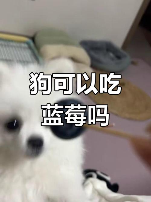 狗狗能吃蓝莓干吗,狗狗能吃蓝莓干嘛?-第3张图片-后鲨宠物 狗狗能吃蓝莓干吗,狗狗能吃蓝莓干嘛?-第3张图片-后鲨宠物