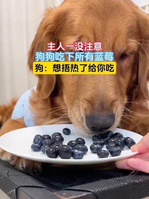 狗狗能吃蓝莓干吗,狗狗能吃蓝莓干嘛?-第4张图片-后鲨宠物 狗狗能吃蓝莓干吗,狗狗能吃蓝莓干嘛?-第4张图片-后鲨宠物