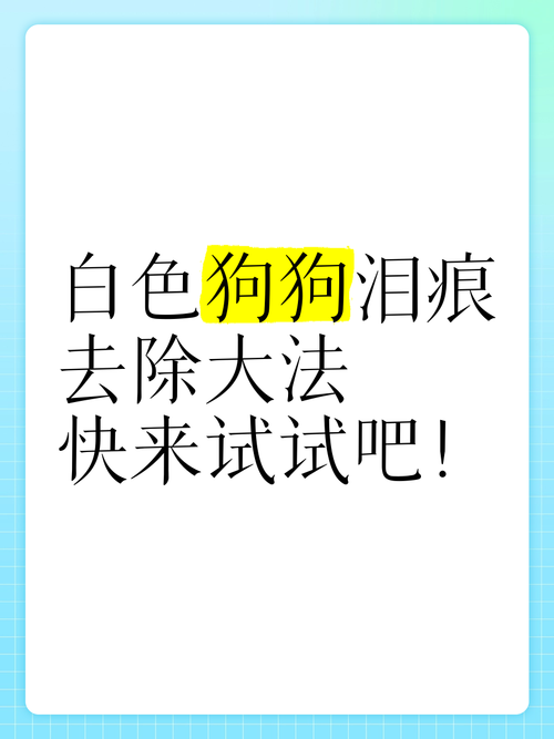 白色狗狗泪痕处理方法,狗狗白泪障怎么治疗-第2张图片-后鲨宠物 白色狗狗泪痕处理方法,狗狗白泪障怎么治疗-第2张图片-后鲨宠物