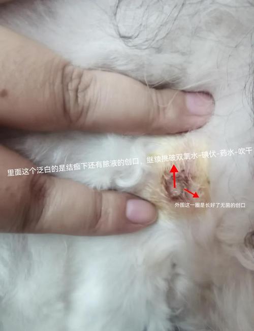 狗狗伤口化脓能自愈吗,狗狗皮肤溃烂化脓用什么药?-第1张图片-后鲨宠物 狗狗伤口化脓能自愈吗,狗狗皮肤溃烂化脓用什么药?-第1张图片-后鲨宠物