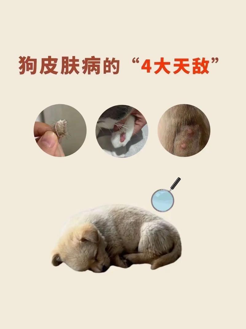 狗狗伤口化脓能自愈吗,狗狗皮肤溃烂化脓用什么药?-第2张图片-后鲨宠物 狗狗伤口化脓能自愈吗,狗狗皮肤溃烂化脓用什么药?-第2张图片-后鲨宠物