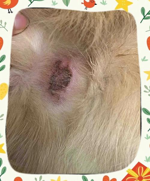 狗狗伤口化脓能自愈吗,狗狗皮肤溃烂化脓用什么药?-第5张图片-后鲨宠物 狗狗伤口化脓能自愈吗,狗狗皮肤溃烂化脓用什么药?-第5张图片-后鲨宠物
