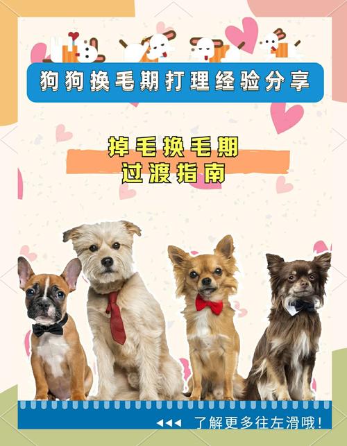 狗狗多久换一次毛_狗狗一般多久换毛-第2张图片-后鲨宠物 狗狗多久换一次毛_狗狗一般多久换毛-第2张图片-后鲨宠物