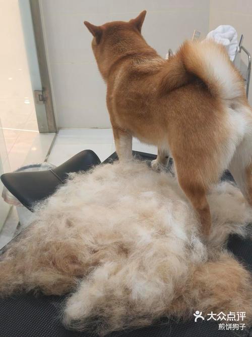 狗狗多久换一次毛_狗狗一般多久换毛-第3张图片-后鲨宠物 狗狗多久换一次毛_狗狗一般多久换毛-第3张图片-后鲨宠物