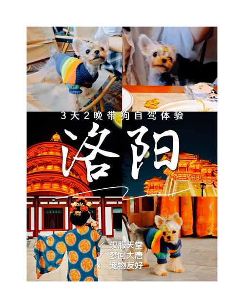 顺风车可以带狗狗吗_打顺风车能带狗吗-第4张图片-后鲨宠物 顺风车可以带狗狗吗_打顺风车能带狗吗-第4张图片-后鲨宠物