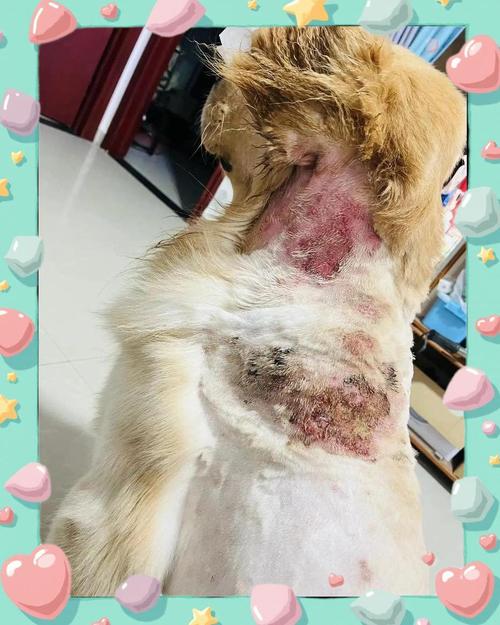 狗狗得脓皮症的原因,狗狗得脓皮症多长时间能好?-第3张图片-后鲨宠物 狗狗得脓皮症的原因,狗狗得脓皮症多长时间能好?-第3张图片-后鲨宠物