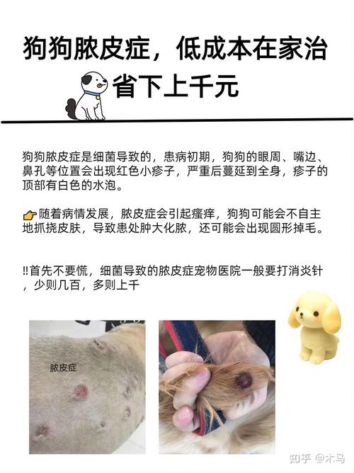 狗狗得脓皮症的原因,狗狗得脓皮症多长时间能好?-第4张图片-后鲨宠物 狗狗得脓皮症的原因,狗狗得脓皮症多长时间能好?-第4张图片-后鲨宠物