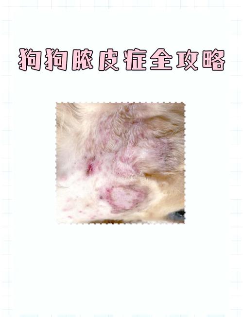 狗狗得脓皮症的原因,狗狗得脓皮症多长时间能好?-第5张图片-后鲨宠物 狗狗得脓皮症的原因,狗狗得脓皮症多长时间能好?-第5张图片-后鲨宠物
