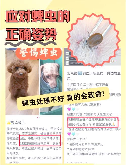 狗狗蜱虫怎么来的,狗狗蜱虫感染引起的四种病?-第3张图片-后鲨宠物 狗狗蜱虫怎么来的,狗狗蜱虫感染引起的四种病?-第3张图片-后鲨宠物