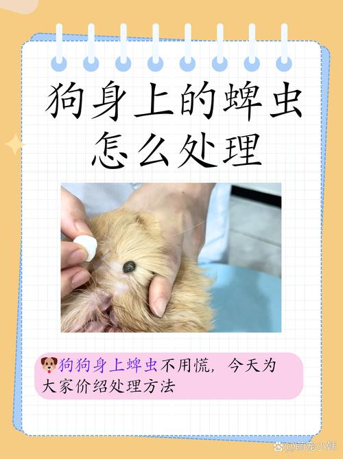 狗狗蜱虫怎么来的,狗狗蜱虫感染引起的四种病?-第5张图片-后鲨宠物 狗狗蜱虫怎么来的,狗狗蜱虫感染引起的四种病?-第5张图片-后鲨宠物