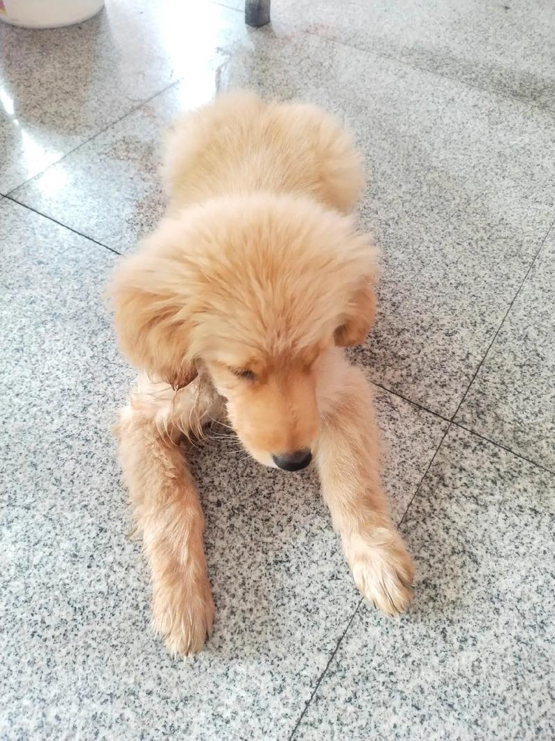 狗狗可以喝温水吗_狗狗可以喝温水吗?-第1张图片-后鲨宠物