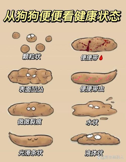 狗狗拉黄屎是怎么回事,狗狗拉黄色屎正常吗-第1张图片-后鲨宠物 狗狗拉黄屎是怎么回事,狗狗拉黄色屎正常吗-第1张图片-后鲨宠物