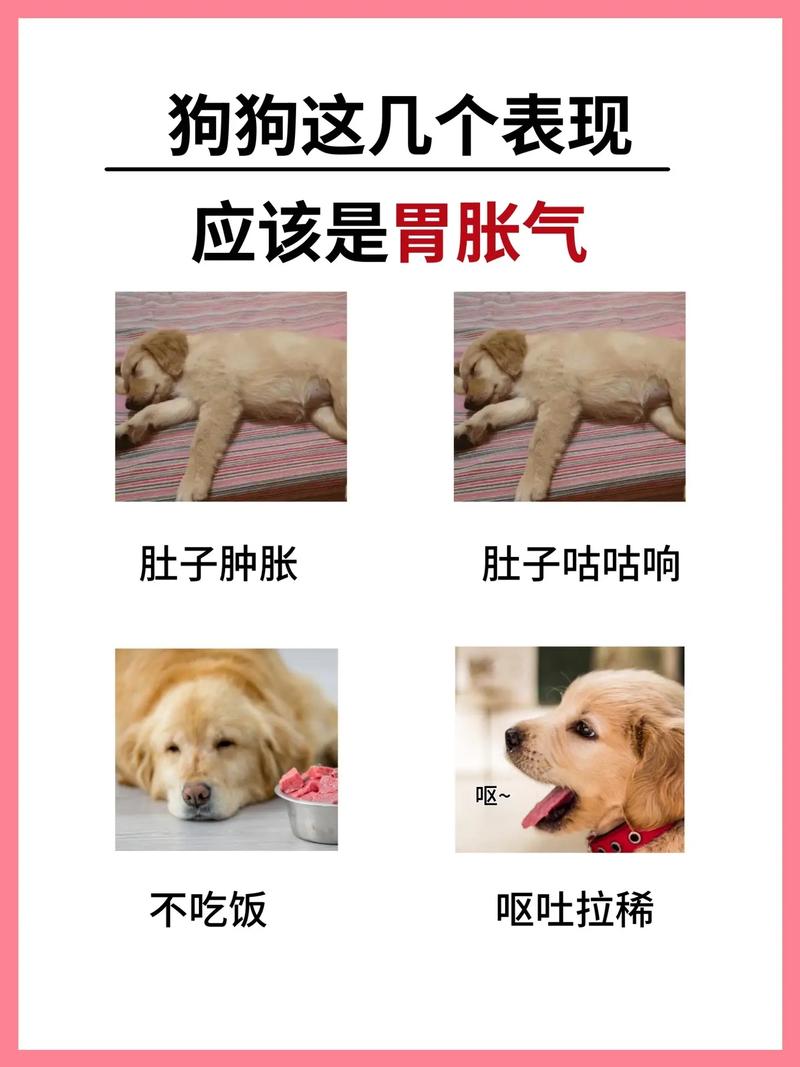 狗狗吃油腻了的症状_狗吃油腻的东西会怎样-第1张图片-后鲨宠物 狗狗吃油腻了的症状_狗吃油腻的东西会怎样-第1张图片-后鲨宠物