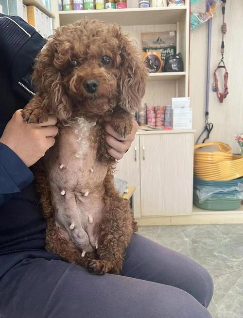 狗狗2天不大便怎么办,狗狗两天不拉粑粑正常吗?-第4张图片-后鲨宠物 狗狗2天不大便怎么办,狗狗两天不拉粑粑正常吗?-第4张图片-后鲨宠物