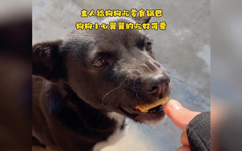 狗狗能吃锅巴吗,狗狗能吃锅巴吗?-第4张图片-后鲨宠物 狗狗能吃锅巴吗,狗狗能吃锅巴吗?-第4张图片-后鲨宠物