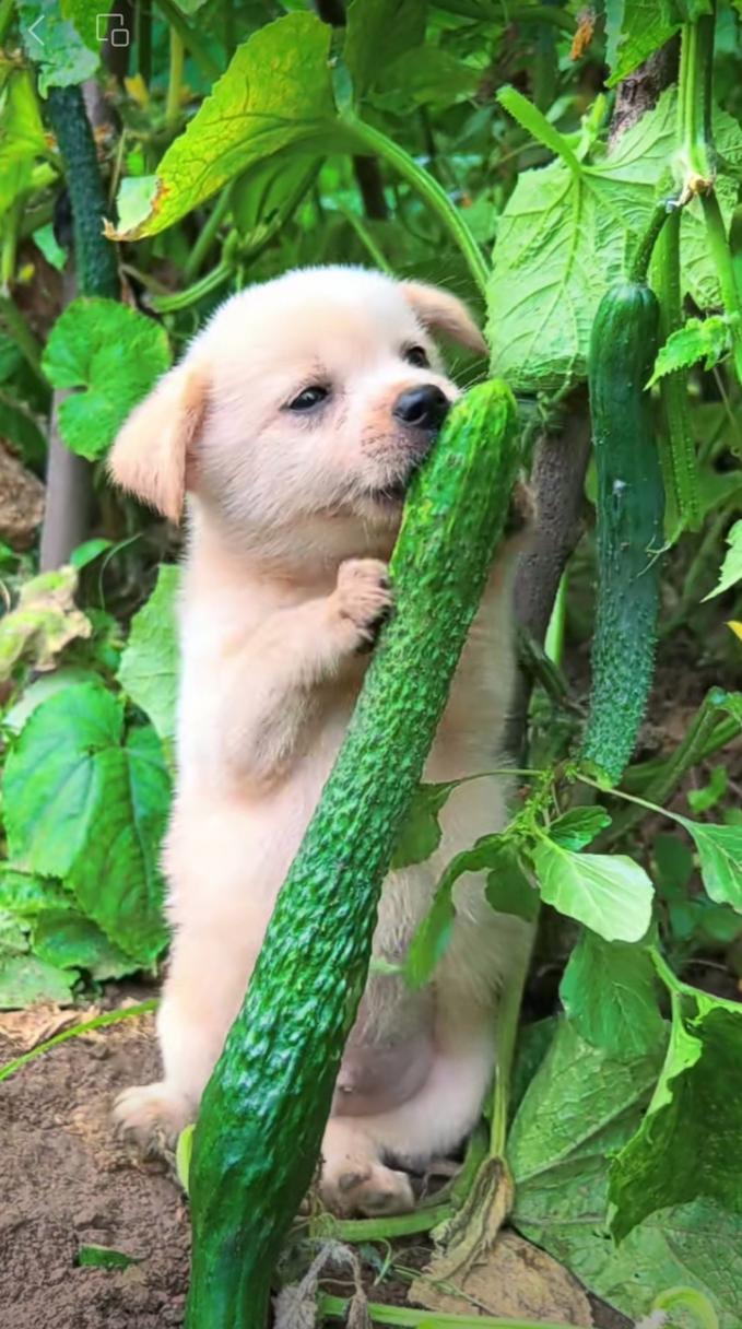 狗狗能吃生黄瓜吗,狗狗能吃生黄瓜吗有毒吗-第1张图片-后鲨宠物 狗狗能吃生黄瓜吗,狗狗能吃生黄瓜吗有毒吗-第1张图片-后鲨宠物