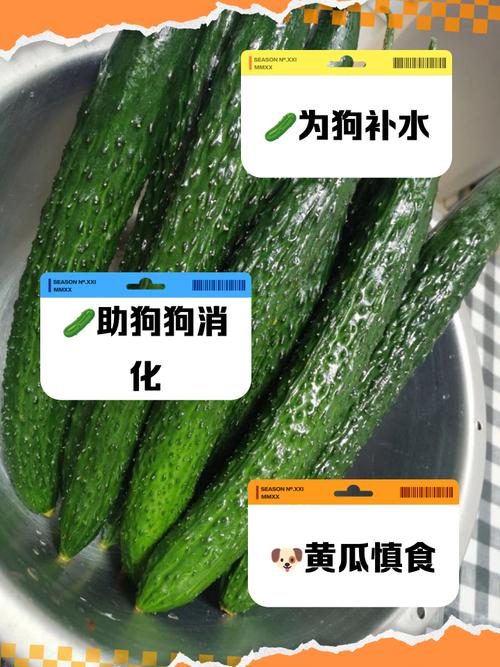 狗狗能吃生黄瓜吗,狗狗能吃生黄瓜吗有毒吗-第2张图片-后鲨宠物 狗狗能吃生黄瓜吗,狗狗能吃生黄瓜吗有毒吗-第2张图片-后鲨宠物