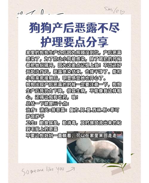 狗狗产后消炎方法,母狗产后消炎用什么药好?-第5张图片-后鲨宠物 狗狗产后消炎方法,母狗产后消炎用什么药好?-第5张图片-后鲨宠物