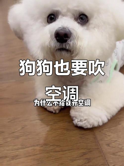 狗狗不能吹空调吗_狗狗不能吹空调吗冬天-第4张图片-后鲨宠物 狗狗不能吹空调吗_狗狗不能吹空调吗冬天-第4张图片-后鲨宠物