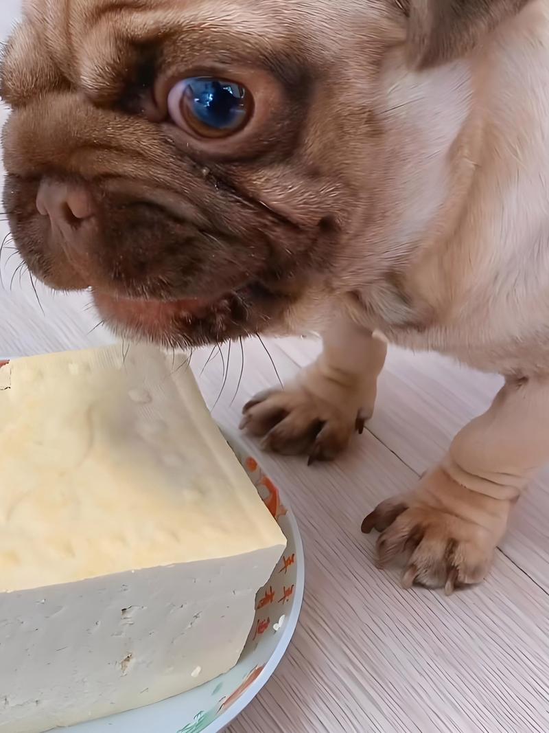 狗狗能吃豆腐脑吗,狗能吃豆腐脑嘛-第3张图片-后鲨宠物 狗狗能吃豆腐脑吗,狗能吃豆腐脑嘛-第3张图片-后鲨宠物