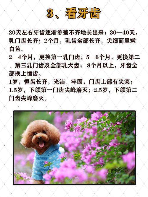 狗狗的岁数怎么算,狗狗的岁数怎么算??-第1张图片-后鲨宠物 狗狗的岁数怎么算,狗狗的岁数怎么算??-第1张图片-后鲨宠物