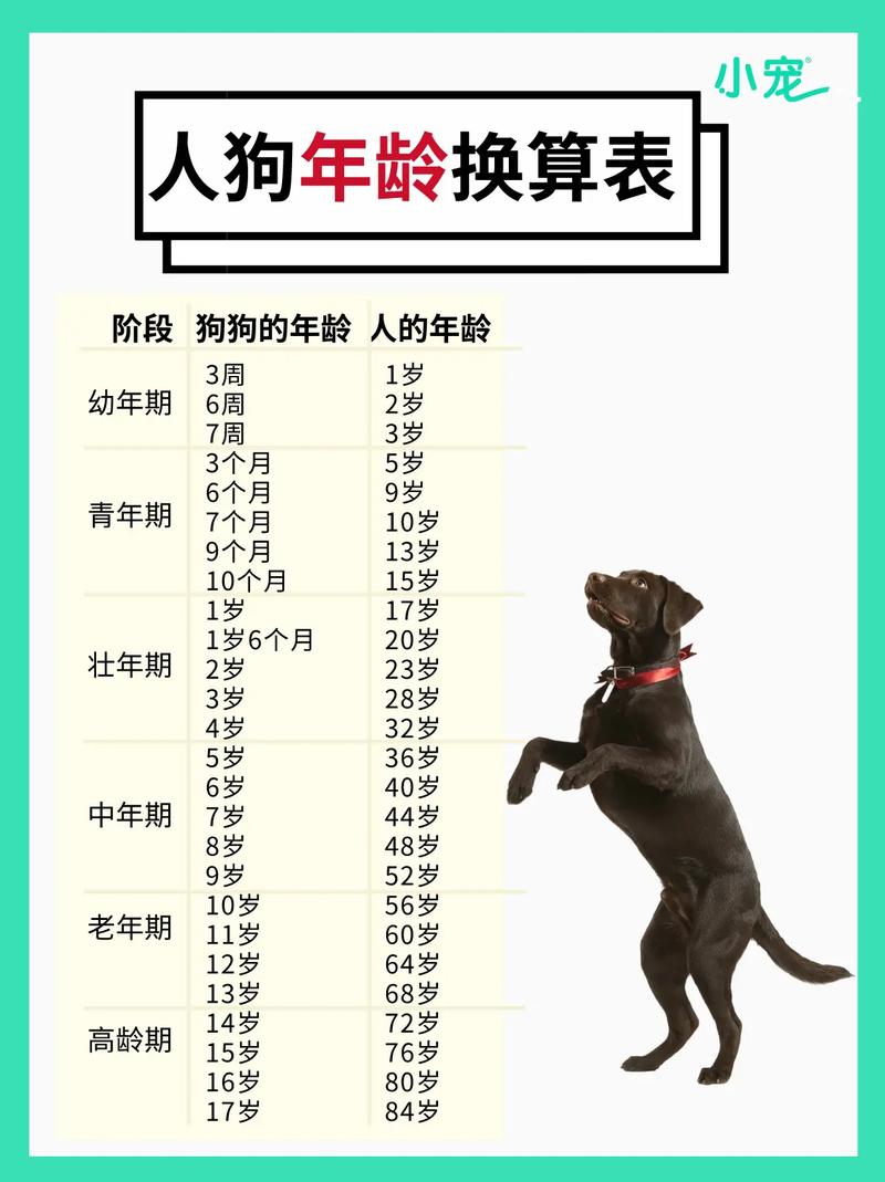 狗狗的岁数怎么算,狗狗的岁数怎么算??-第2张图片-后鲨宠物 狗狗的岁数怎么算,狗狗的岁数怎么算??-第2张图片-后鲨宠物