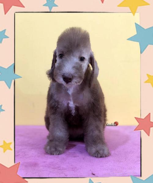 狗狗能吃抹茶吗_狗狗能吃抹茶吗有毒吗-第1张图片-后鲨宠物 狗狗能吃抹茶吗_狗狗能吃抹茶吗有毒吗-第1张图片-后鲨宠物