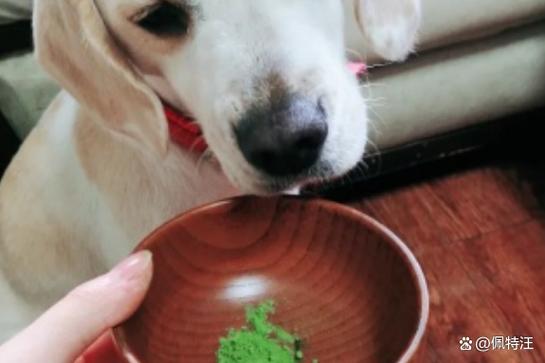 狗狗能吃抹茶吗_狗狗能吃抹茶吗有毒吗-第3张图片-后鲨宠物 狗狗能吃抹茶吗_狗狗能吃抹茶吗有毒吗-第3张图片-后鲨宠物