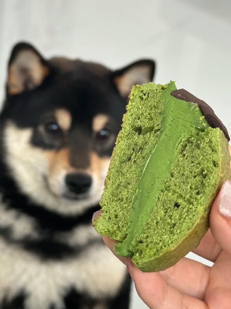 狗狗能吃抹茶吗_狗狗能吃抹茶吗有毒吗-第4张图片-后鲨宠物 狗狗能吃抹茶吗_狗狗能吃抹茶吗有毒吗-第4张图片-后鲨宠物