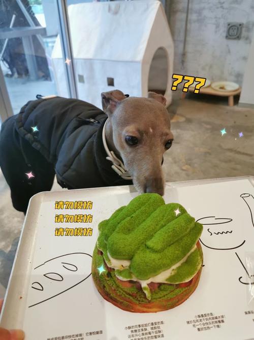 狗狗能吃抹茶吗_狗狗能吃抹茶吗有毒吗-第6张图片-后鲨宠物 狗狗能吃抹茶吗_狗狗能吃抹茶吗有毒吗-第6张图片-后鲨宠物