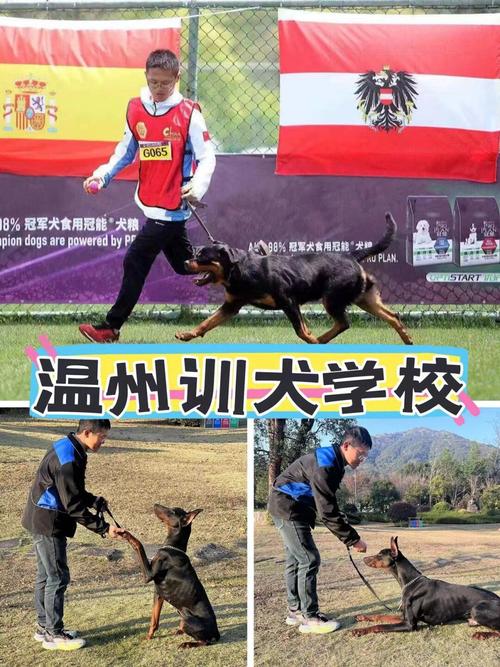 哪里可以训练狗狗_哪有训狗的-第1张图片-后鲨宠物