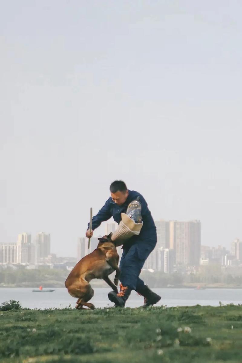 哪里可以训练狗狗_哪有训狗的-第2张图片-后鲨宠物