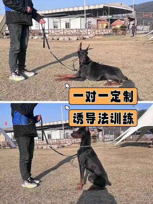 哪里可以训练狗狗_哪有训狗的-第4张图片-后鲨宠物