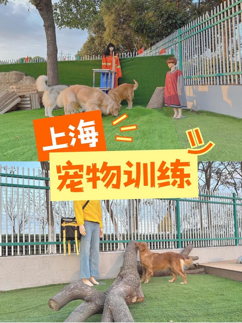 哪里可以训练狗狗_哪有训狗的-第5张图片-后鲨宠物
