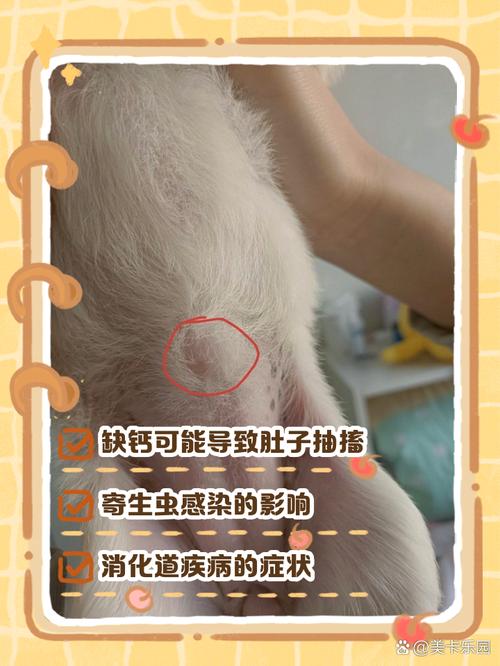 狗狗肚子抽搐怎么回事,狗狗肚子抽搐怎么回事该怎么办?-第3张图片-后鲨宠物 狗狗肚子抽搐怎么回事,狗狗肚子抽搐怎么回事该怎么办?-第3张图片-后鲨宠物