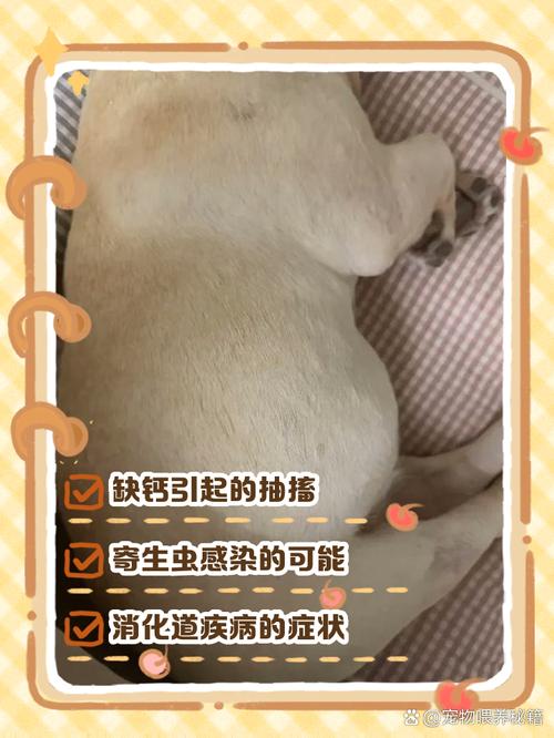 狗狗肚子抽搐怎么回事,狗狗肚子抽搐怎么回事该怎么办?-第5张图片-后鲨宠物 狗狗肚子抽搐怎么回事,狗狗肚子抽搐怎么回事该怎么办?-第5张图片-后鲨宠物