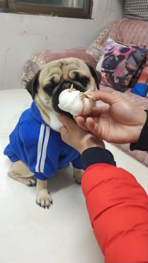 狗狗能吃蒜头吗,狗狗能不能吃大蒜头-第3张图片-后鲨宠物 狗狗能吃蒜头吗,狗狗能不能吃大蒜头-第3张图片-后鲨宠物