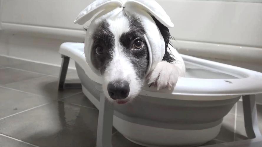 怎么在家给狗狗洗澡,在家如何给小狗洗澡-第2张图片-后鲨宠物 怎么在家给狗狗洗澡,在家如何给小狗洗澡-第2张图片-后鲨宠物